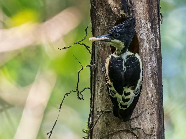 Image of Tree, Branch, Plant, Bird, Beak, Feather etc.
