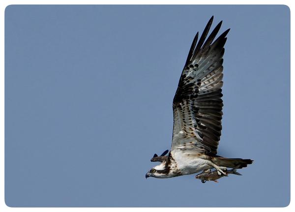 Image of Sky, Bird, Beak, Accipitridae, Feather, Falcon etc.