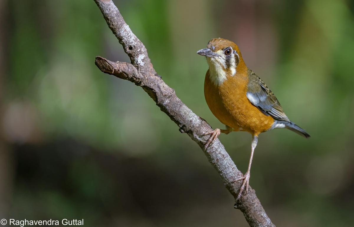 Image of Bird, Beak, Eye, Twig etc.