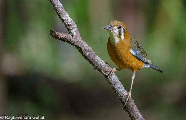 Image of Bird, Beak, Eye, Twig etc.