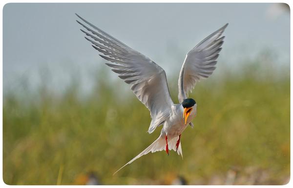 Image of Bird, Beak, Grass, Feather etc.