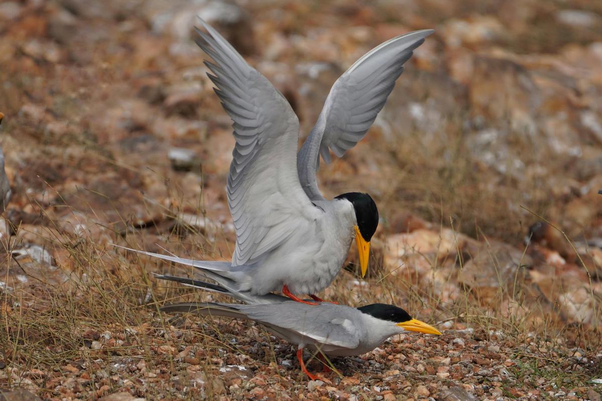 Image of Bird, Beak, Feather, Ecoregion, Tern etc.
