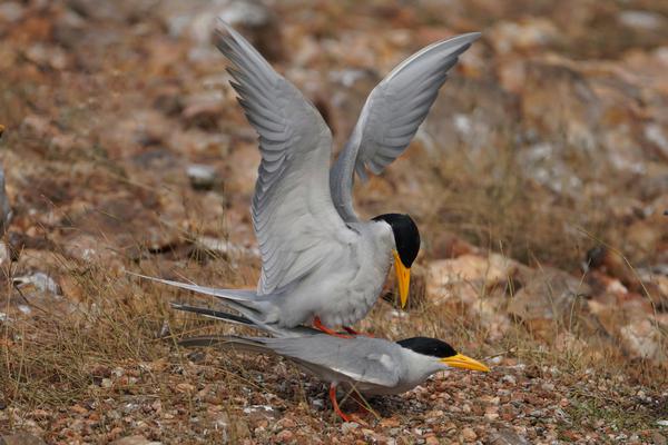 Image of Bird, Beak, Feather, Ecoregion, Tern etc.