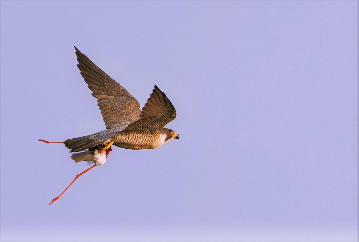 Image of Sky, Bird, Beak, Wing etc.