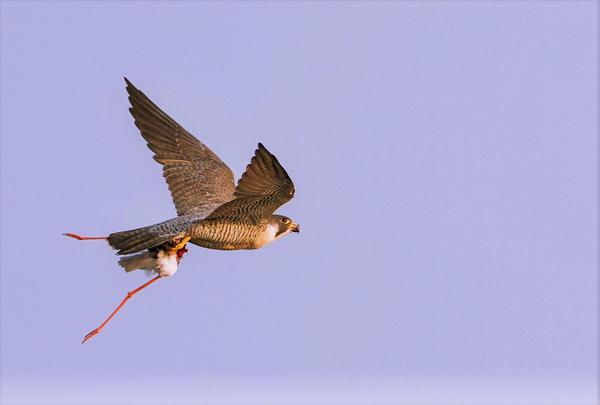 Image of Sky, Bird, Beak, Wing etc.