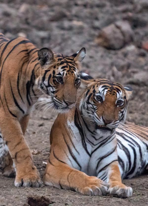 Image of Temple, Nature, Organism, Tiger, Bengal tiger, Mammal etc.