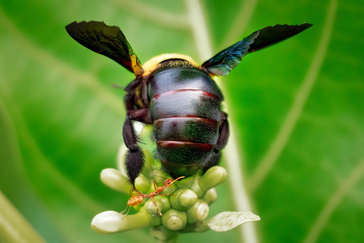 Image of Plant, Insect, Arthropod, Pollinator etc.