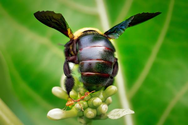 Image of Plant, Insect, Arthropod, Pollinator etc.