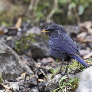 Images