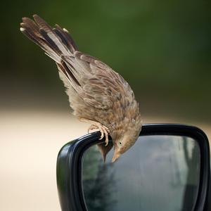 Images