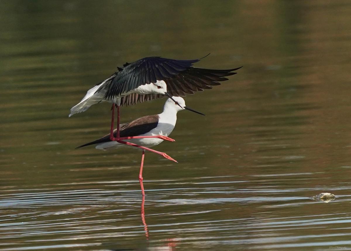 Image of Water, Organism, Mammal, Bird, Beak, Waterfowl etc.