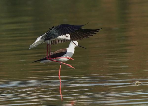 Image of Water, Organism, Mammal, Bird, Beak, Waterfowl etc.