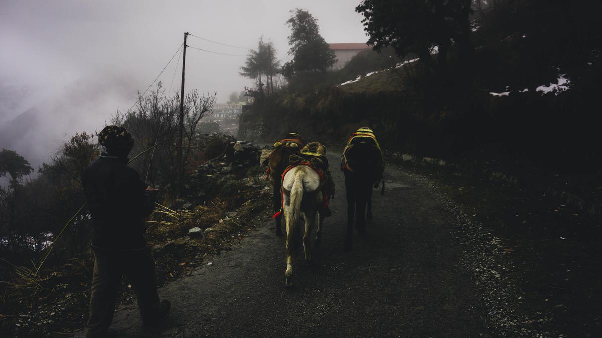 Image of Sky, Tree, Cloud, Plant, Horse, Working animal etc.