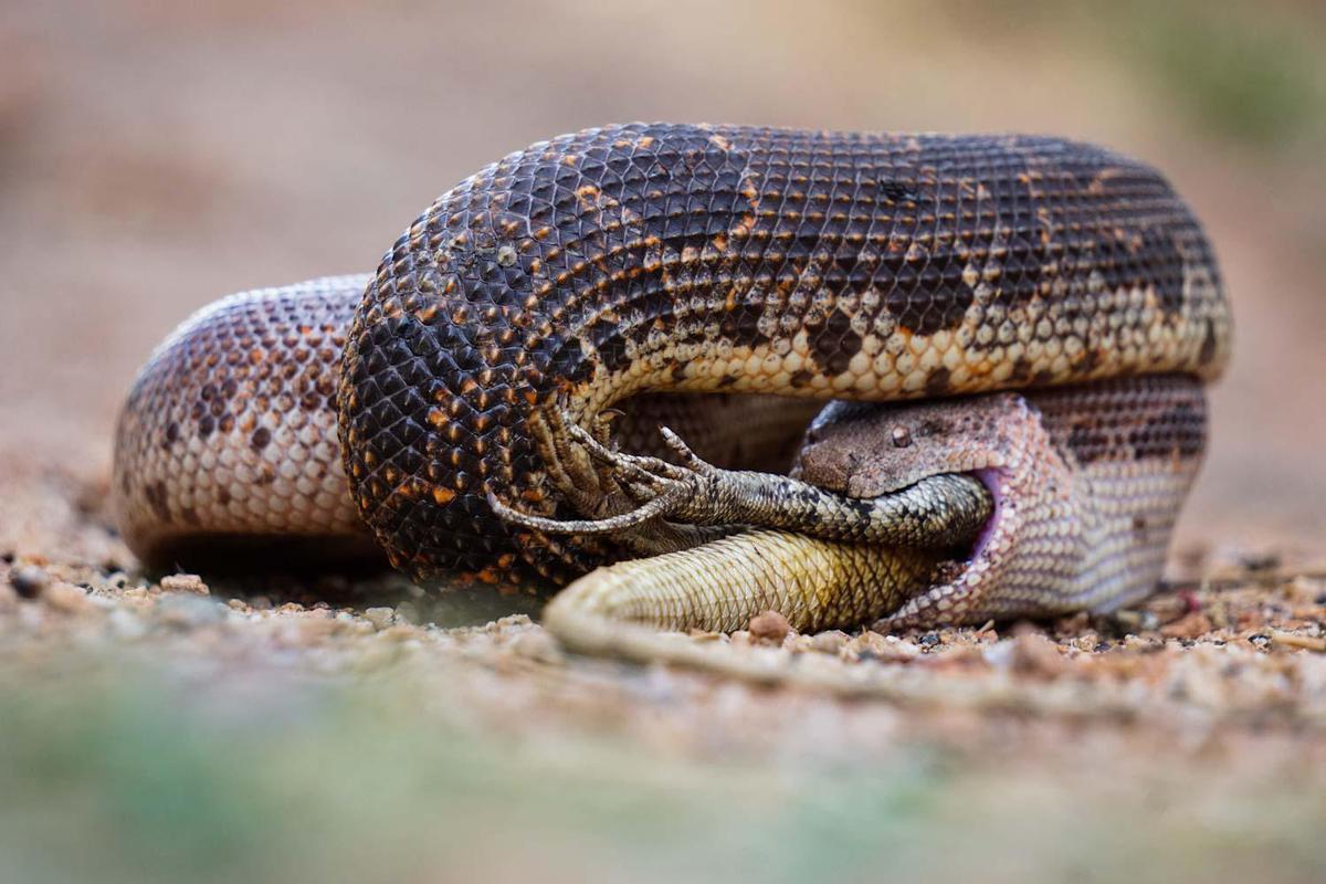 Image of Reptile, Terrestrial animal, Scaled reptile, Snake, Serpent, Python family etc.