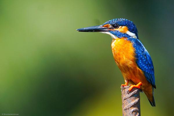 Image of Nature, Wildlife, Bird, Beak, Coraciiformes etc.