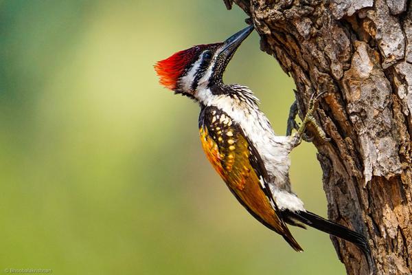 Image of Vertebrate, Bird, Beak, Piciformes, Woodpecker, Leuconotopicus etc.