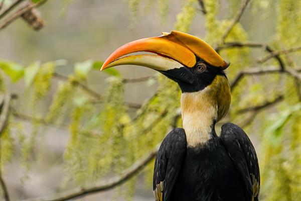 Image of Bird, Beak, Hornbill, Toucan etc.