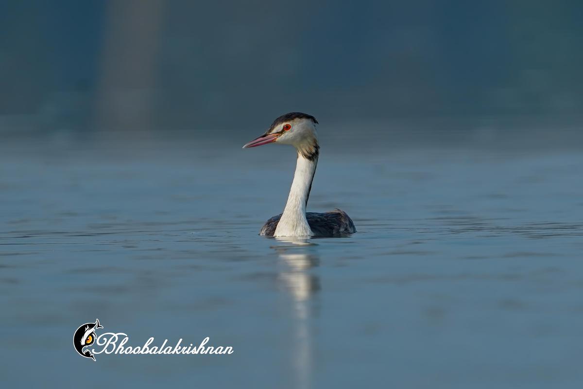 Image of Water, Bird, Beak, Lake, Liquid, Fluid etc.