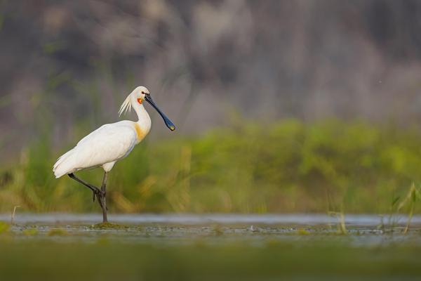 Image of Natural landscape, Water, Bird, Beak etc.