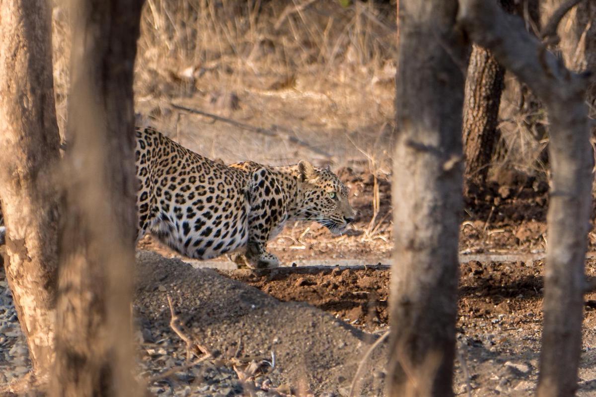 Image of Wildlife, Terrestrial animal, Felidae, Big cats, Nature reserve, Safari etc.