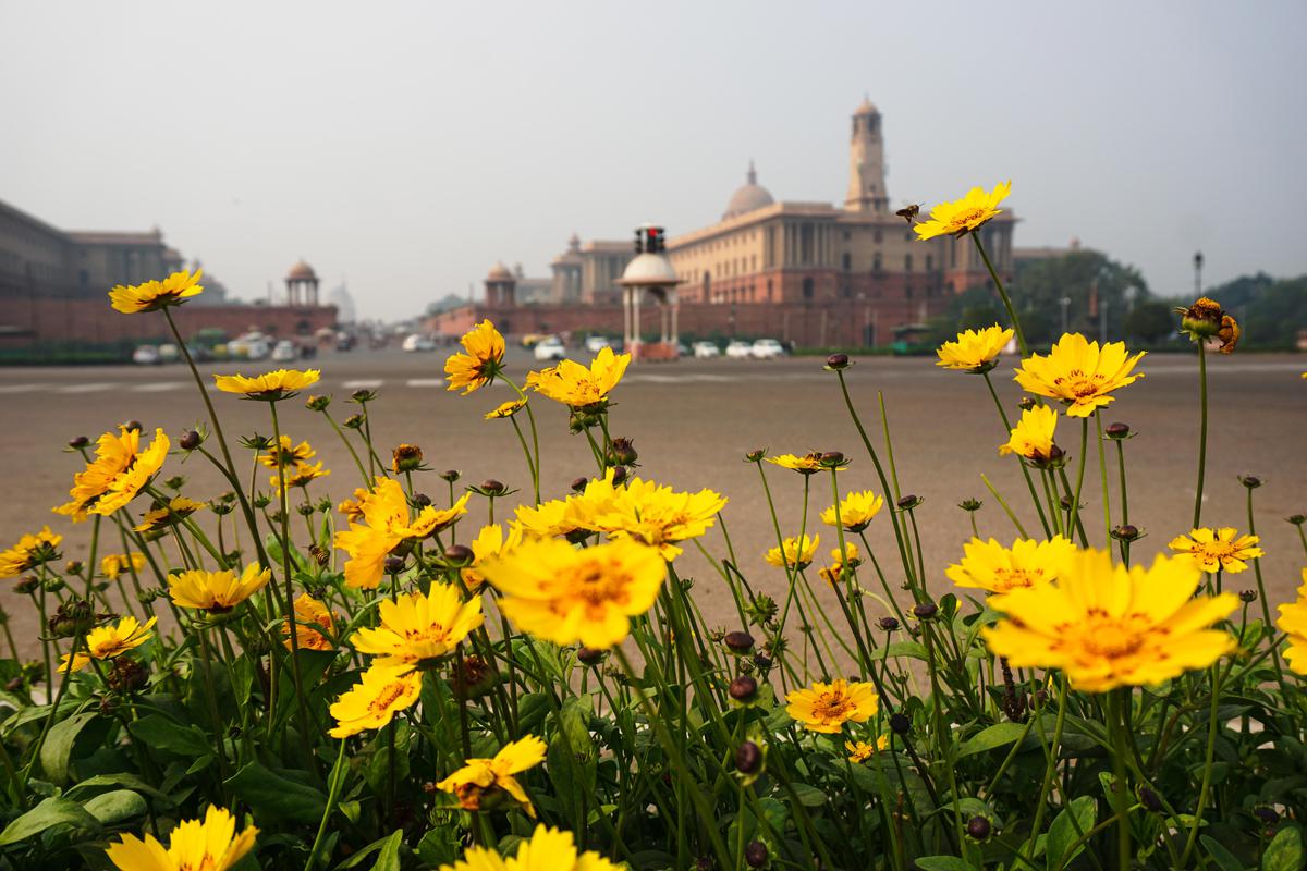 Image of Sky, Yellow, Plant, Flower, Spring, Flowering plant etc.