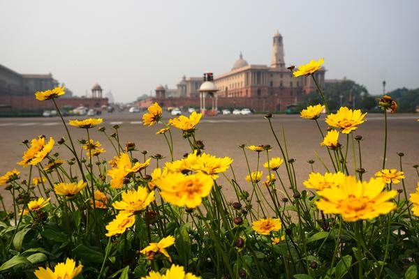 Image of Sky, Yellow, Plant, Flower, Spring, Flowering plant etc.