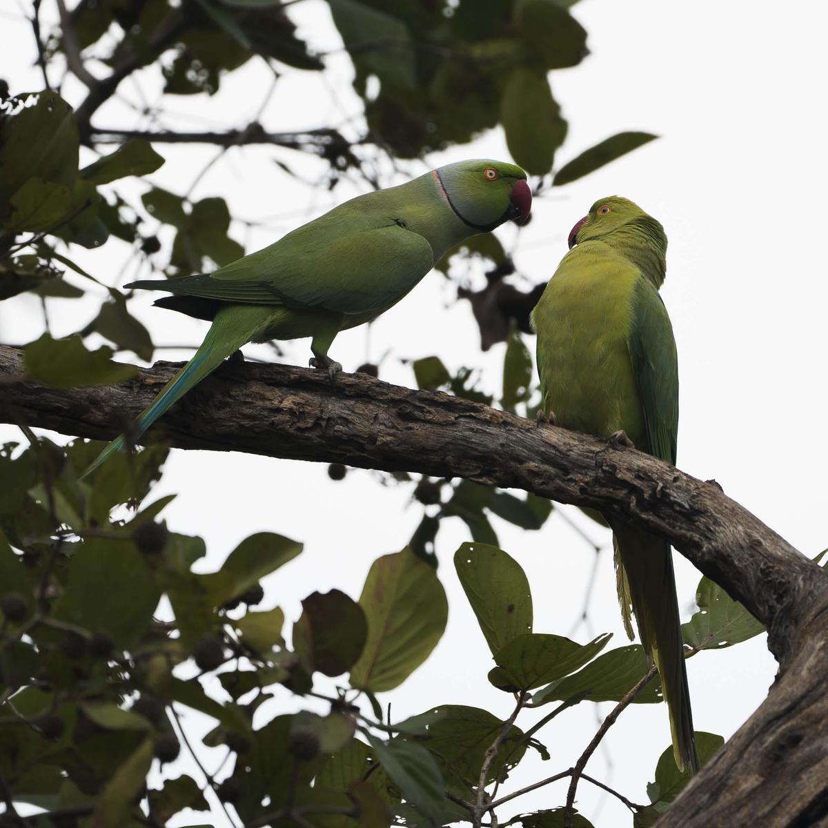 Image of Bird, Beak, Parrot, Parakeet etc.