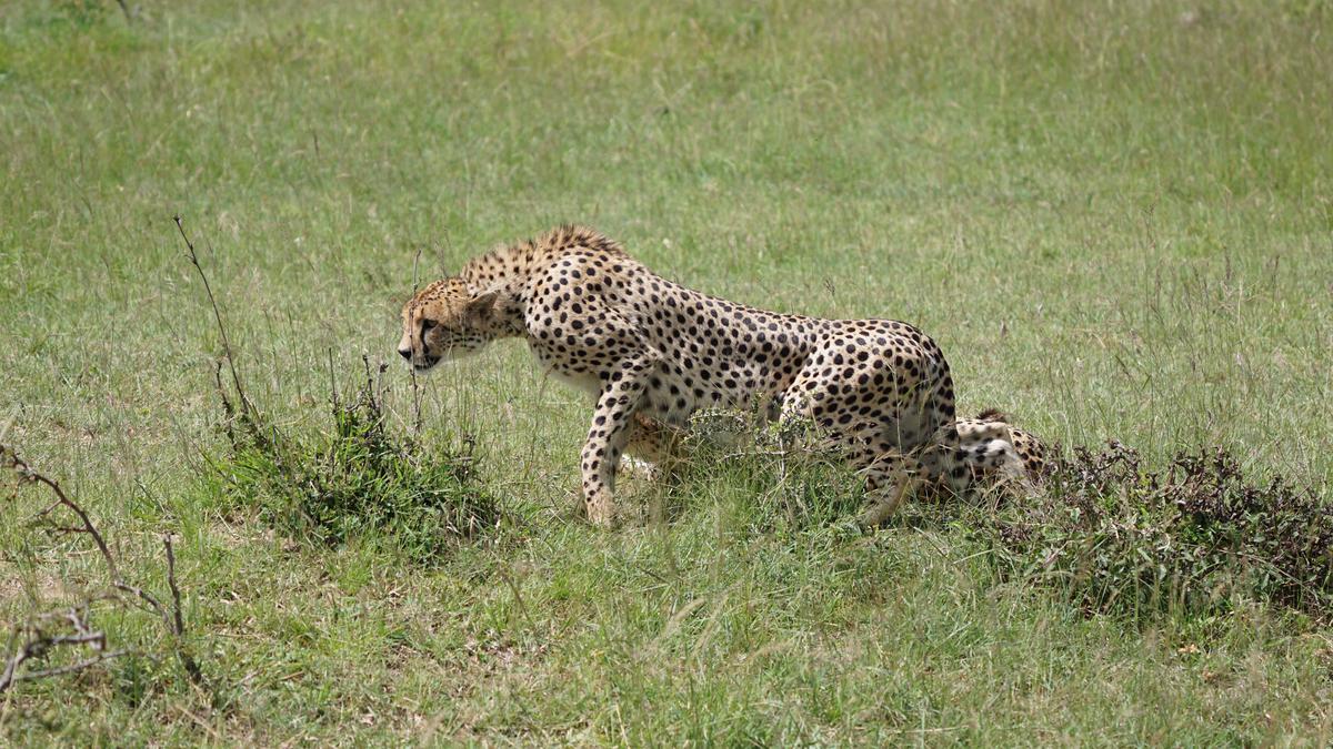 Image of Wildlife, Terrestrial animal, Felidae, Grassland, Grass, Big cats etc.