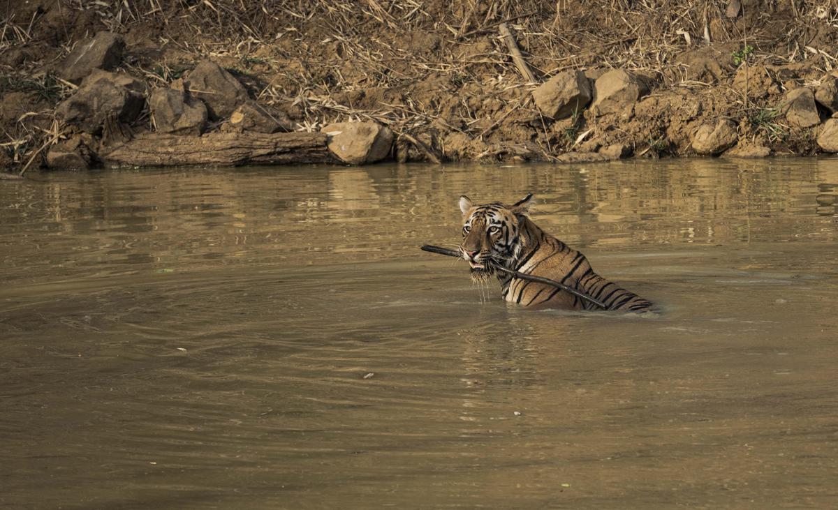 Image of Water, Wildlife, Tiger, Bengal tiger, Felidae, Bank etc.