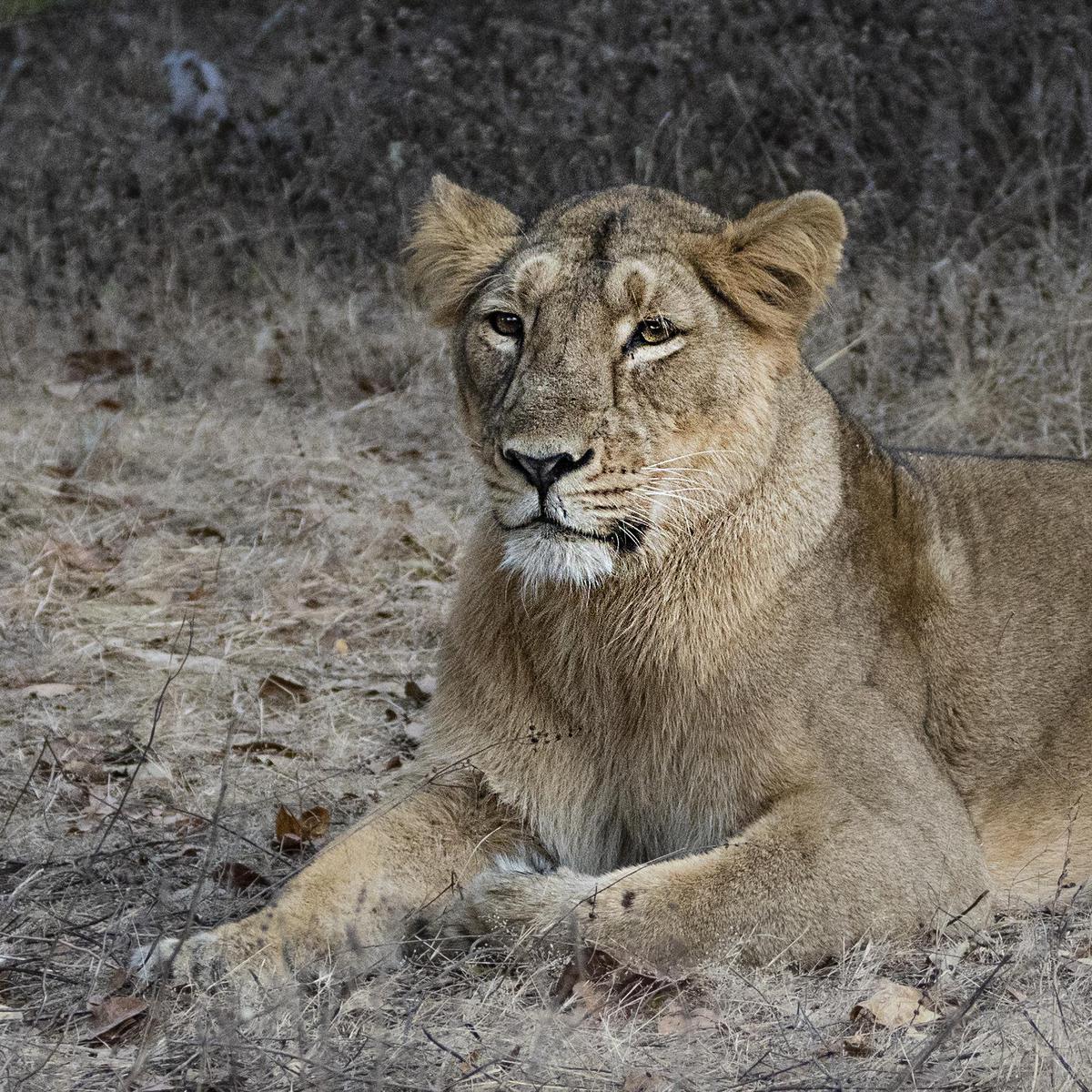 Image of Wilderness, Wildlife, Vertebrate, Terrestrial animal, Mammal, Felidae etc.