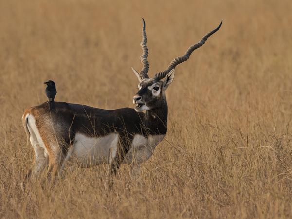 Image of Wildlife, Vertebrate, Mammal, Horn, Gazelle, Antelope etc.