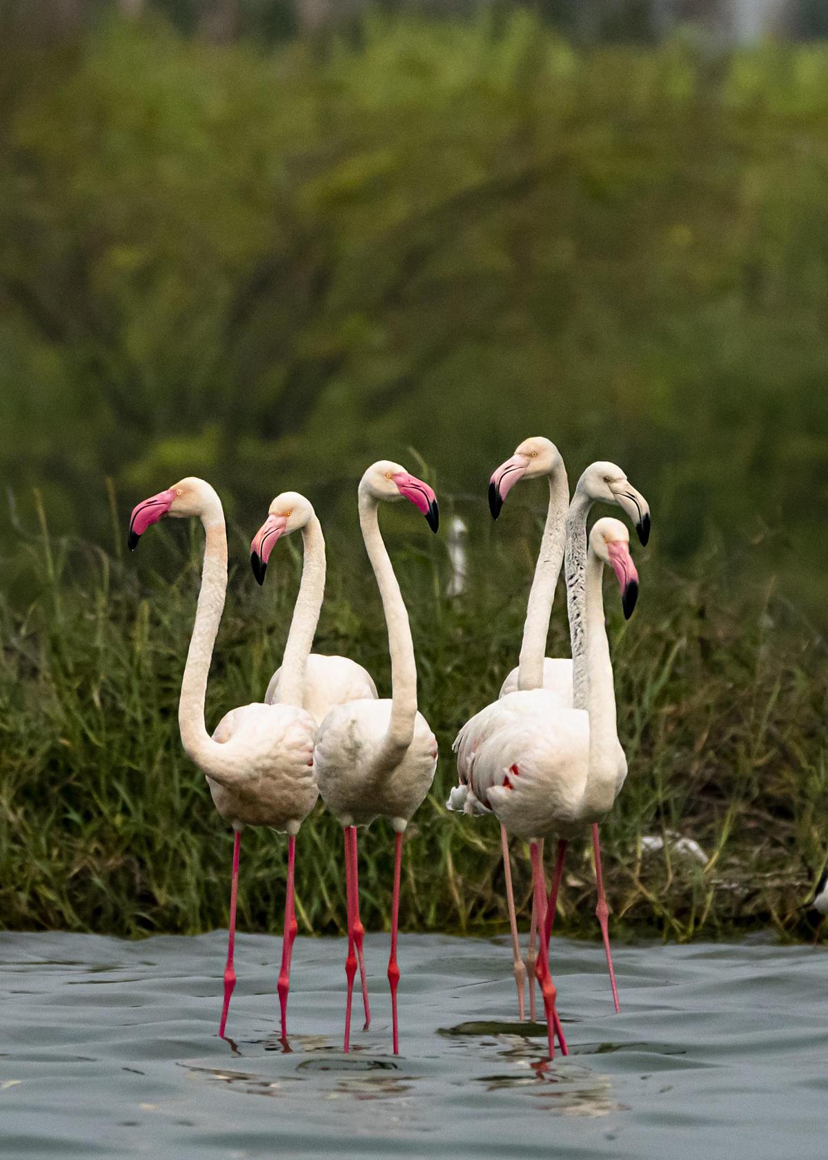 Image of Pink, Wildlife, Vertebrate, Bird, Beak, Water bird etc.