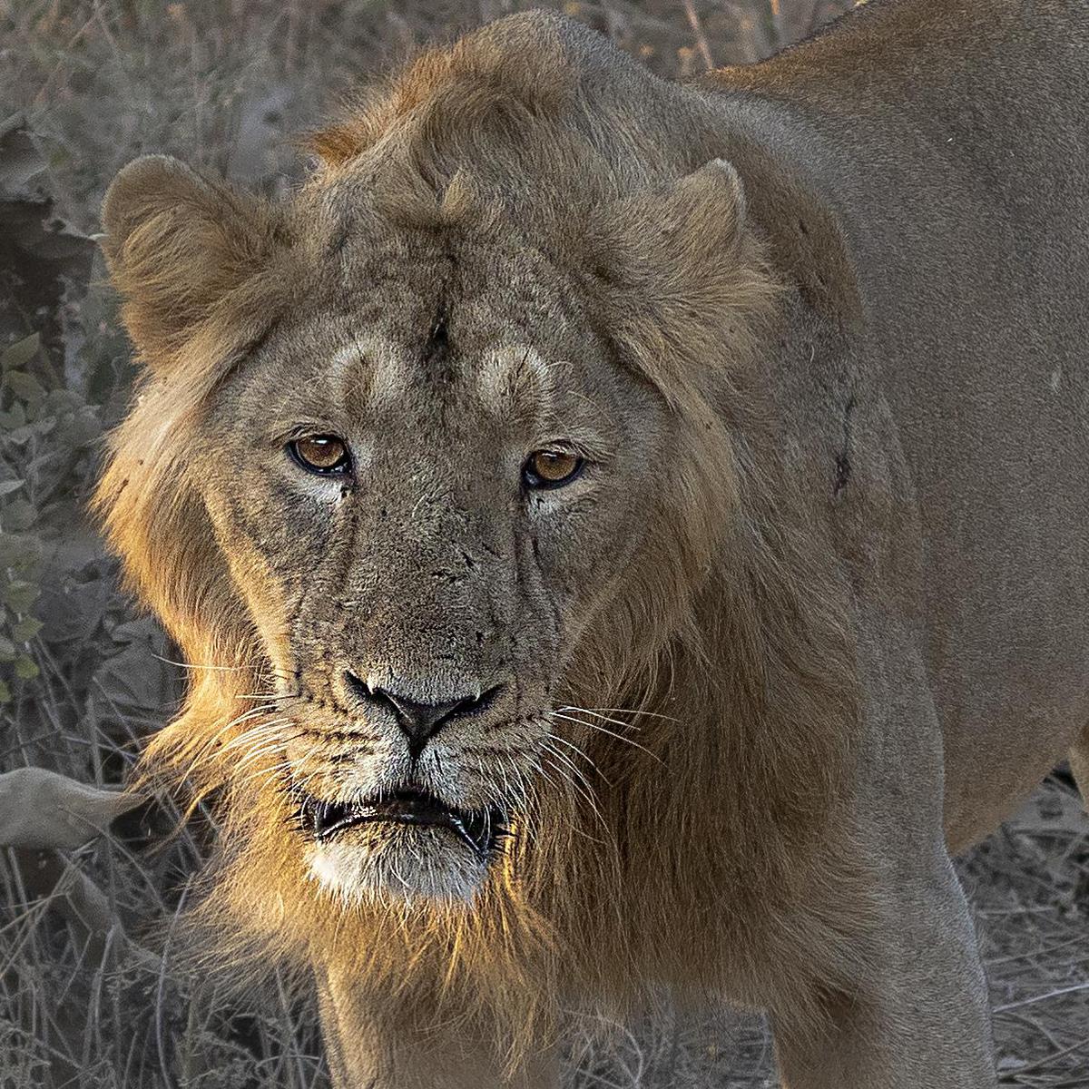Image of Wildlife, Vertebrate, Terrestrial animal, Mammal, Felidae, Hair etc.