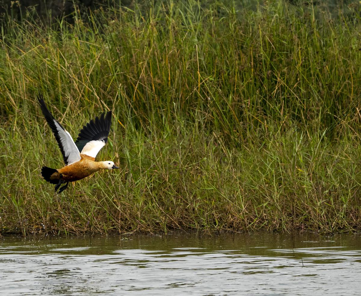 Image of Wildlife, Bird, Beak, Duck, Water bird, Wing etc.