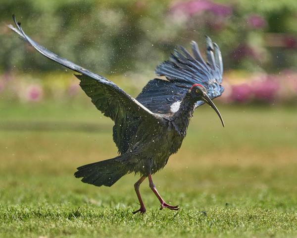 Image of Grassland, Bird, Beak, Feather etc.