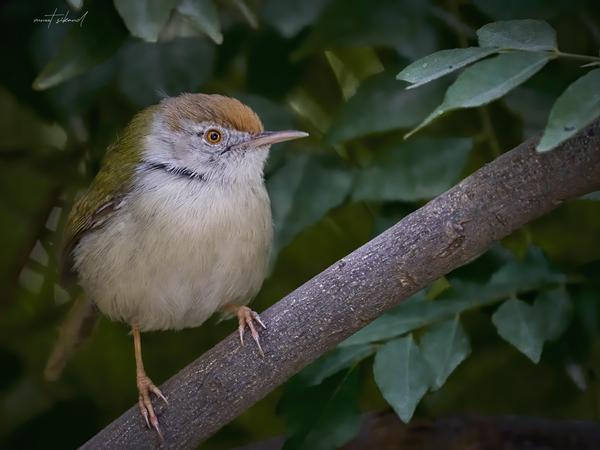 Image of Branch, Bird, Beak, Wood, Feather, Twig etc.
