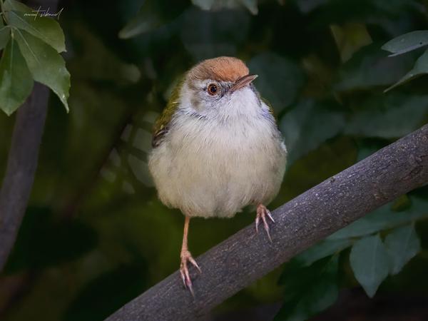 Image of Plant, Bird, Beak, Wood, Feather, Twig etc.