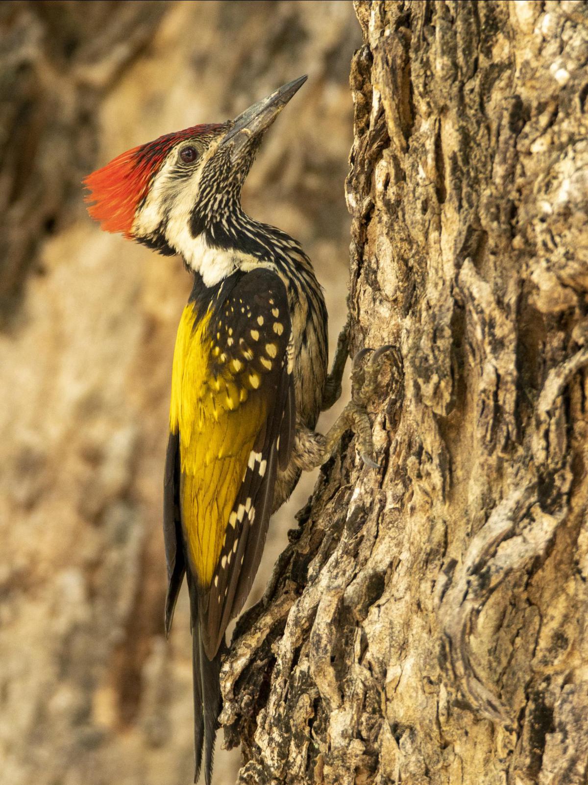 Image of Organism, Bird, Beak, Piciformes, Woodpecker etc.