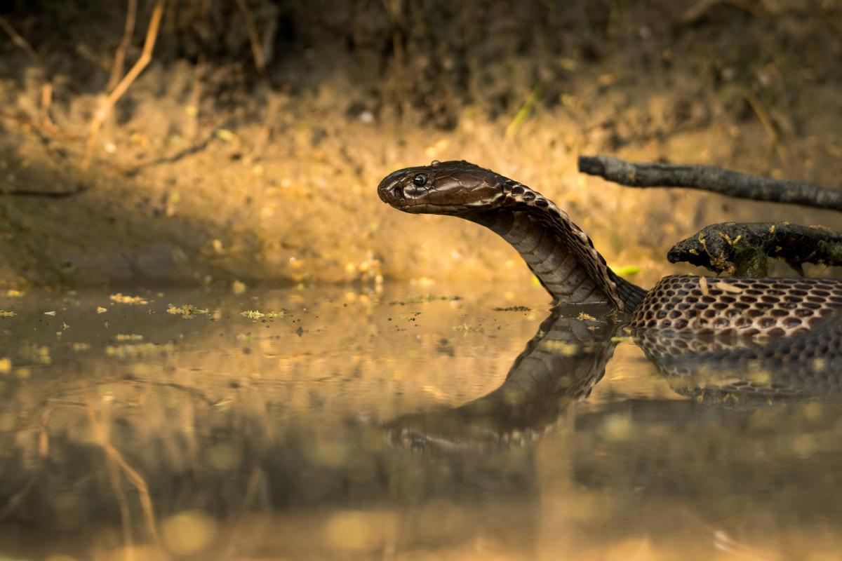 Image of Reptile, Adaptation, Wildlife, Vertebrate, Terrestrial animal, Snout etc.