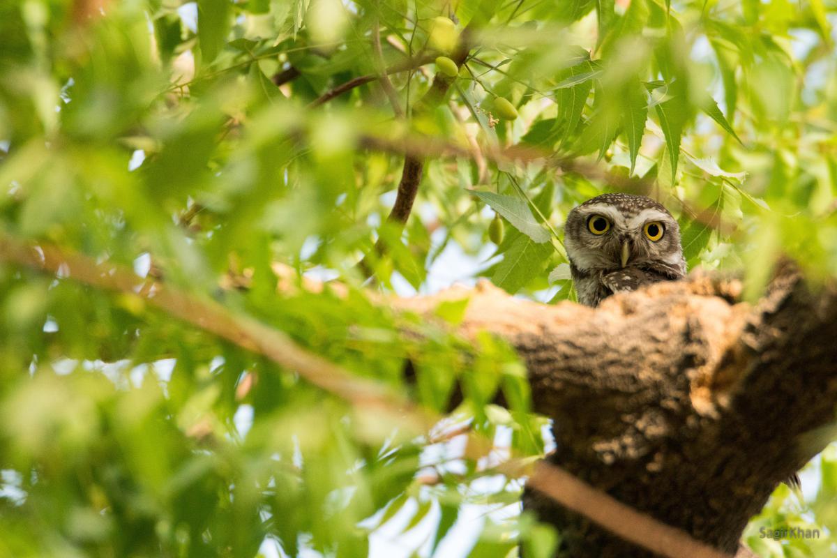 Image of Nature, Branch, Green, Organism, Bird, Bird of prey etc.