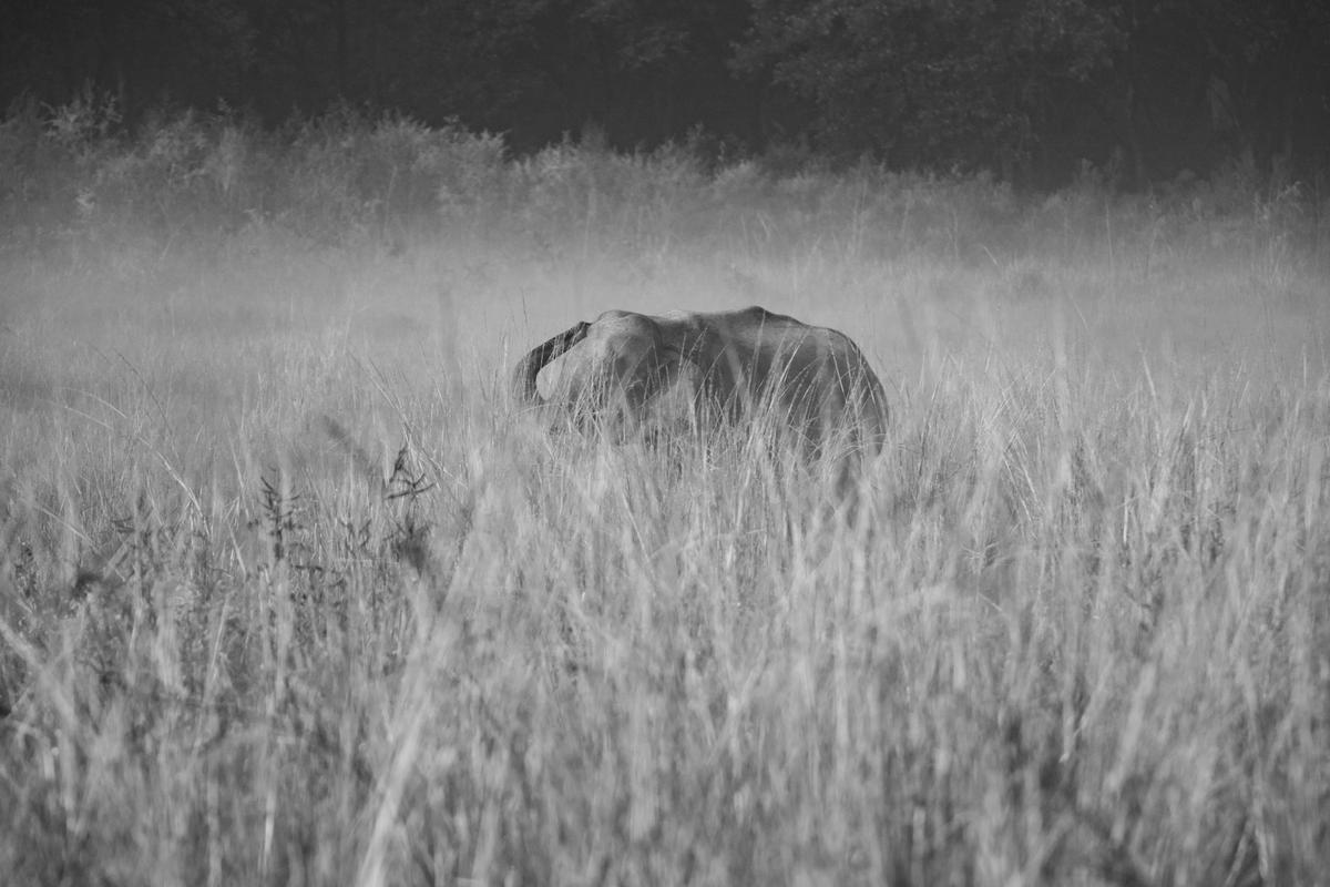 Image of Atmospheric phenomenon, Natural landscape, Black-and-white, Monochrome photography, Monochrome, Grassland etc.
