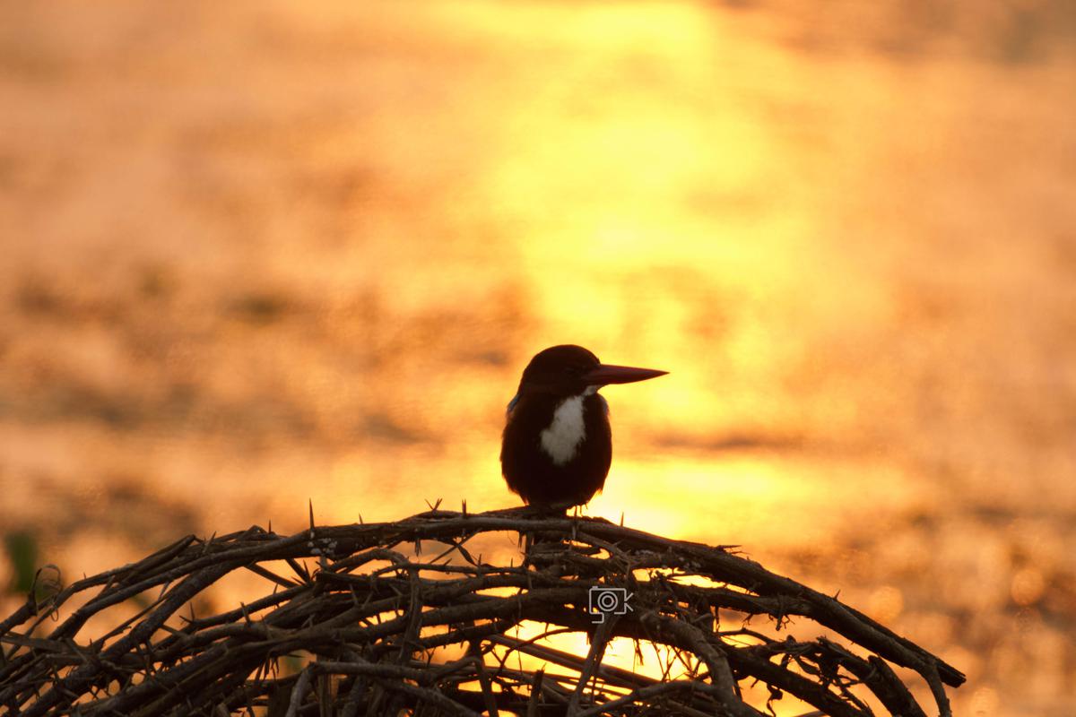 Image of Atmospheric phenomenon, Branch, Terrestrial animal, Bird, Beak, Beauty etc.