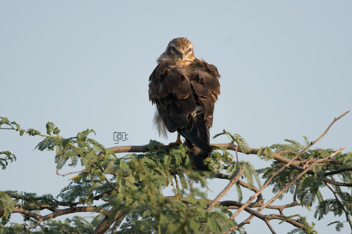 Image of Branch, Organism, Bird, Beak, Bird of prey, Accipitriformes etc.