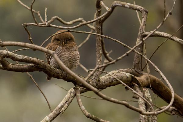 Image of Branch, Bird, Beak, Wood, Twig etc.