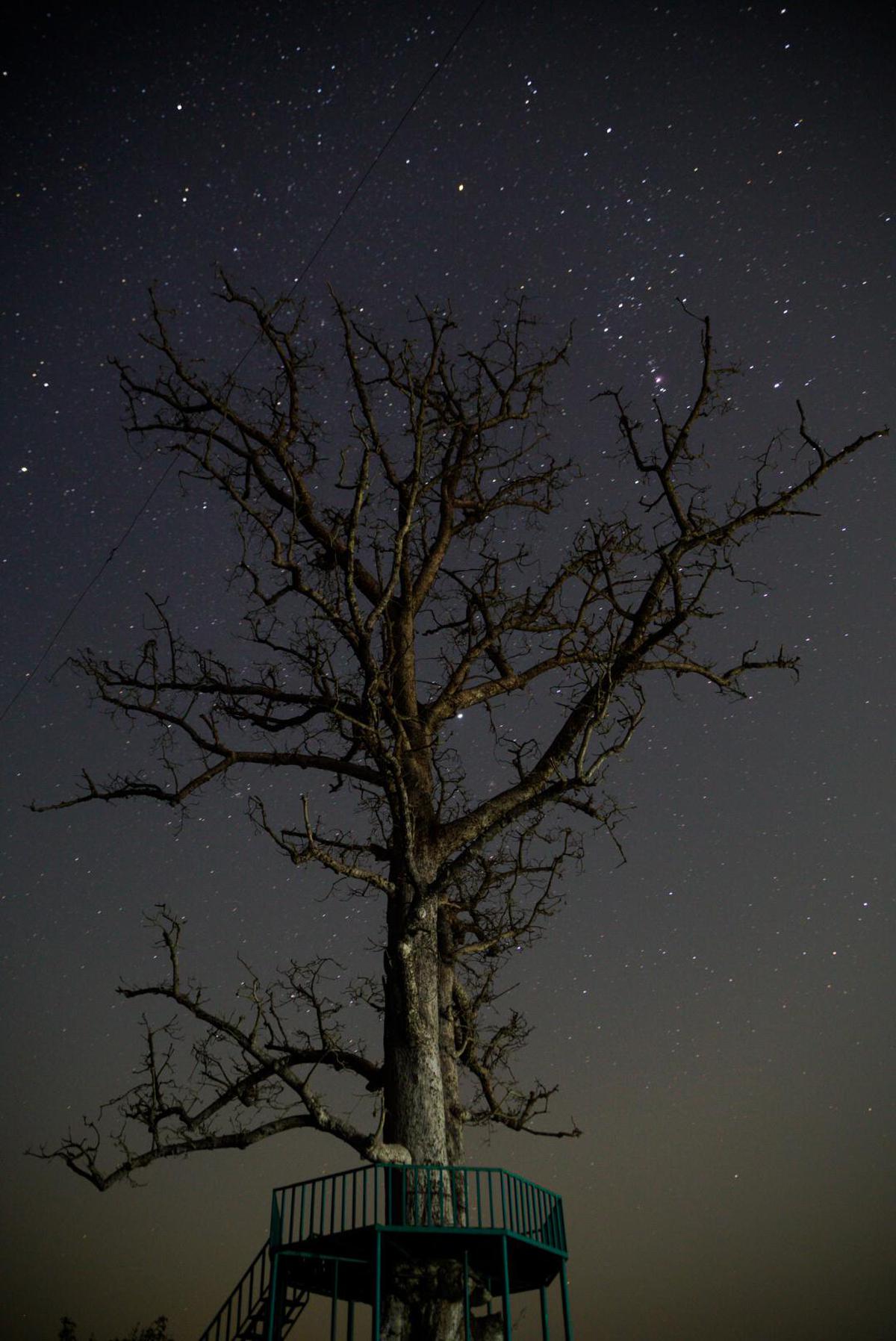 Image of Nature, Atmospheric phenomenon, Sky, Light, Tree, Branch etc.