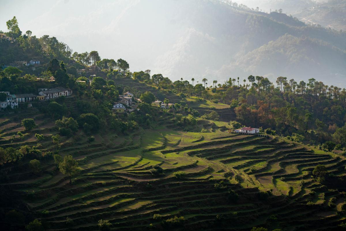 Image of Nature, Highland, Plantation, Hill station, Landscape, Natural landscape etc.