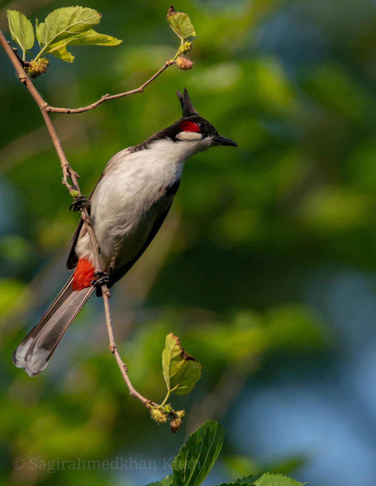 Image of Branch, Organism, Red, Bird, Beak, Neck etc.