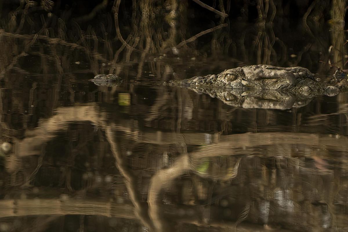 Image of Reptile, Branch, Grass, Wood, Watercourse, Insect etc.