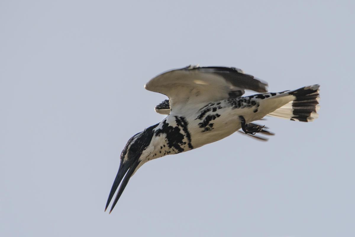 Image of Wildlife, Organism, Bird, Beak, Neck, Wing etc.