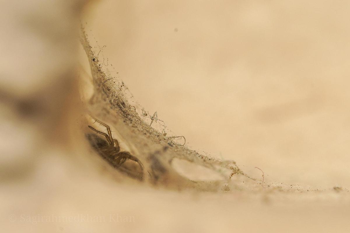 Image of Macro photography, Brown, Beige, Amber etc.